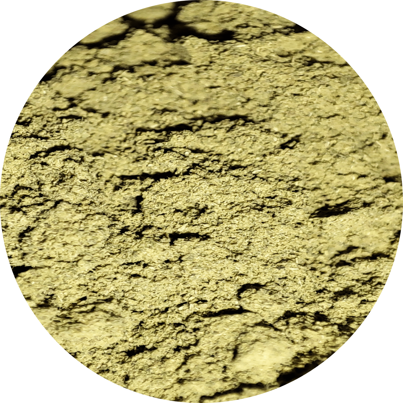 Macrofotografía del Kratom Sumatra