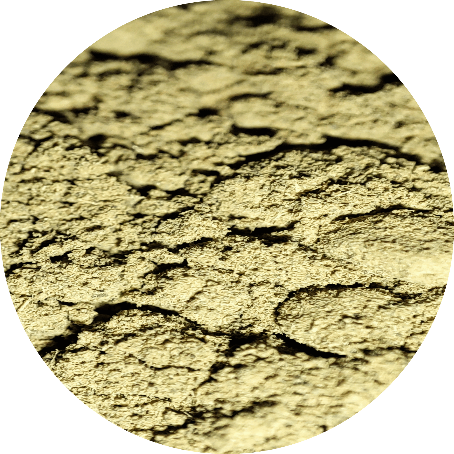Macrofotografía del Kratom Riau