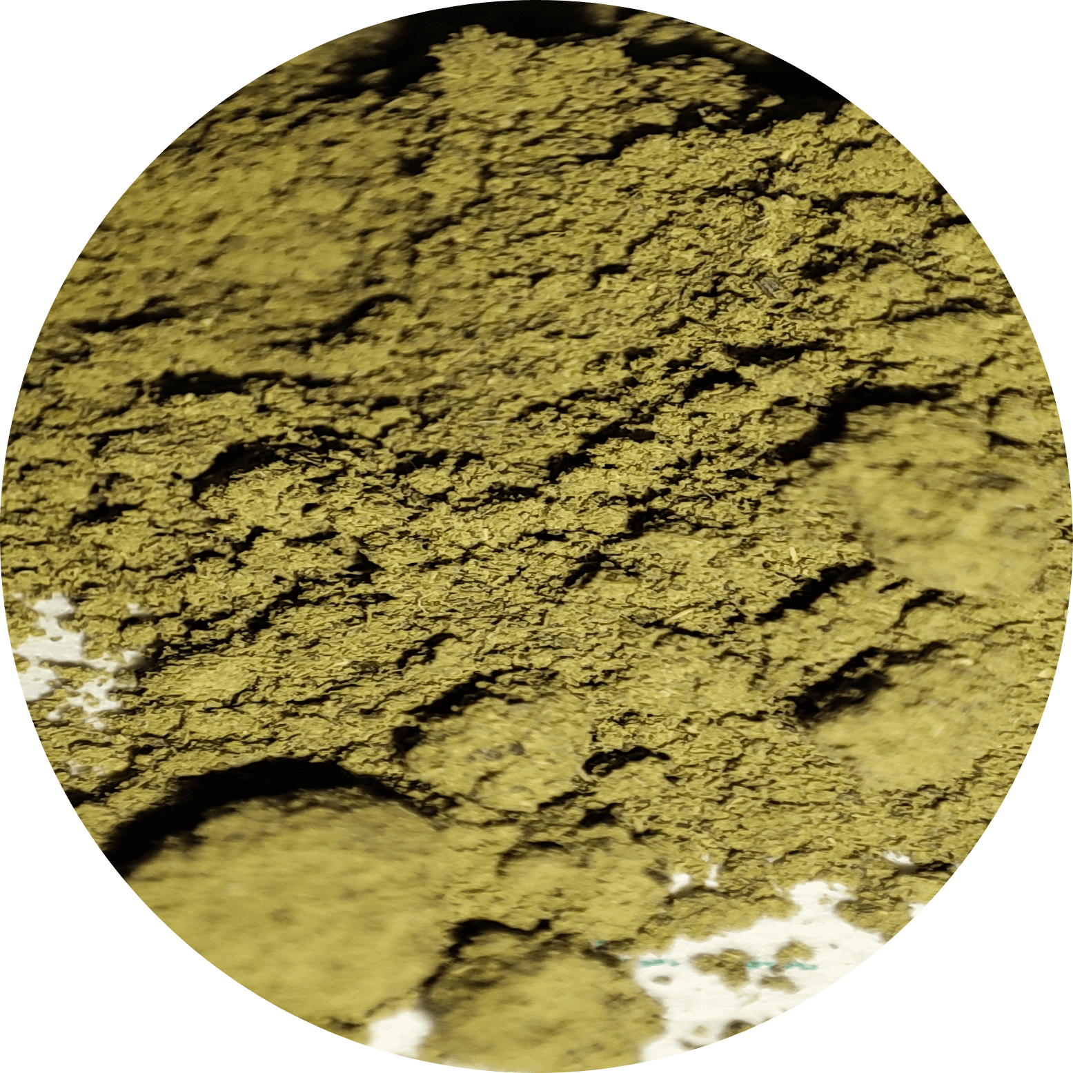 Macrofotografía del Kratom Malasio