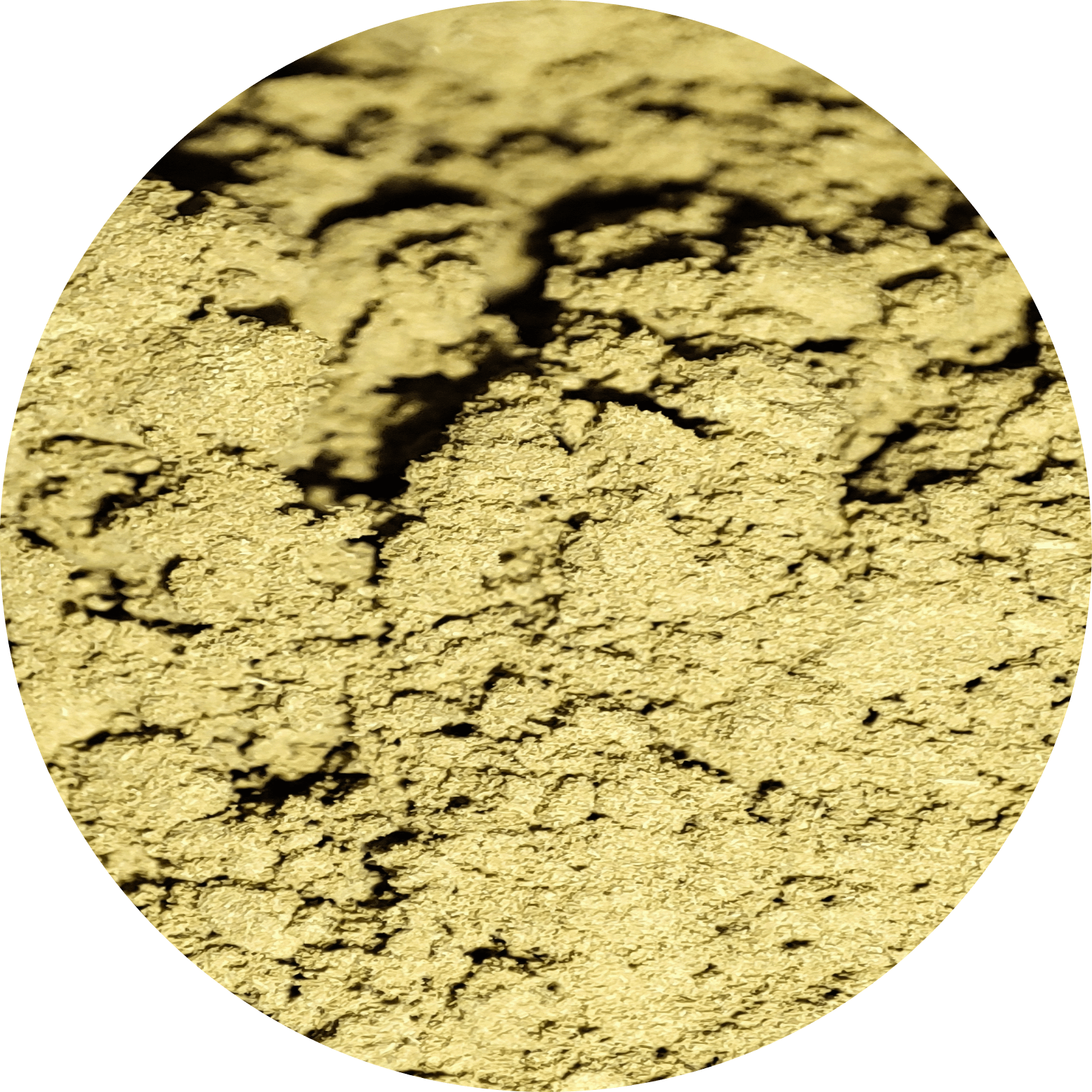 Macrofotografía del Kratom Thai