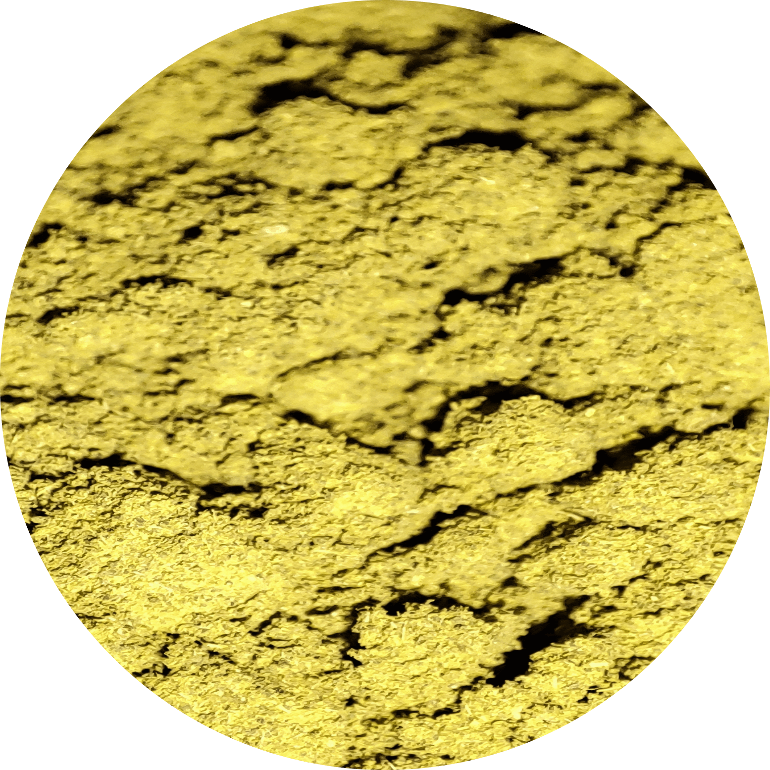 Macrofotografía del Kratom Maeng Da