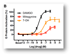 Los alcaloides presentes en el Kratom activan el receptor mu opioide de forma parcial